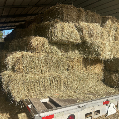 Square Bales Hay
