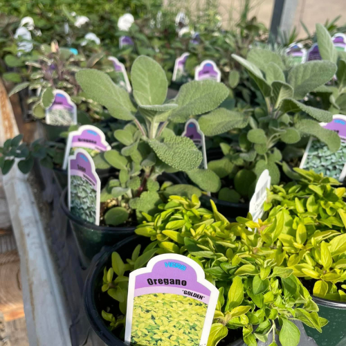 A variety of potted herbs, including oregano, labeled with tags, are displayed under sunlight in a garden center, evoking a fresh, natural ambiance.