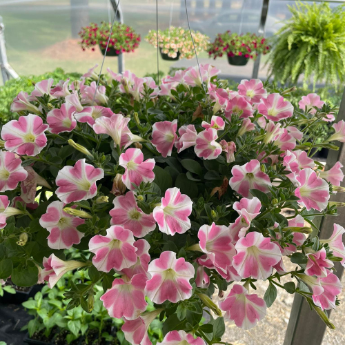 Hanging basket of pink and white petunias in a greenhouse, surrounded by lush greenery and blurred background, conveying a serene, vibrant atmosphere.