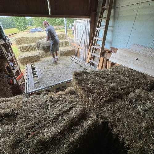 Man stacking hay bales on a truck in a barn. Ladder and wooden boards are leaning against the wall. The scene appears rustic and industrious.