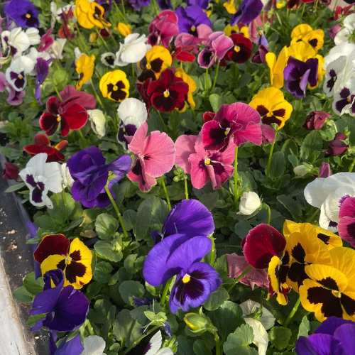 A vibrant garden of multicolored pansies, including purple, yellow, red, white, and pink, in full bloom, conveying a joyful and lively atmosphere.