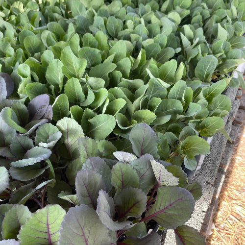Young vegetable seedlings with vibrant green leaves, arranged neatly in rows. Foreground includes seedlings with purple-tinted leaves, hinting at diverse plant types.