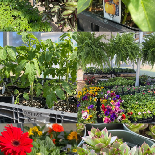 Collage of vibrant garden plants in a greenhouse setting. Includes tomato and pepper plants, colorful flowers, hanging ferns, and succulents. Bright, lively atmosphere.