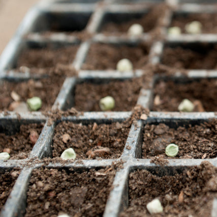 SeedsClose-up of a seed tray with soil-filled compartments, each containing a single green seed, suggesting new growth and organization in gardening.