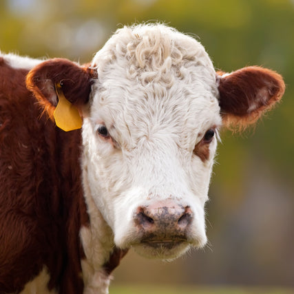 Farm & Livestock FeedsA close-up of a cow with a white face and brown ears, looking directly at the camera. It has a yellow ear tag and stands against a blurry green background.