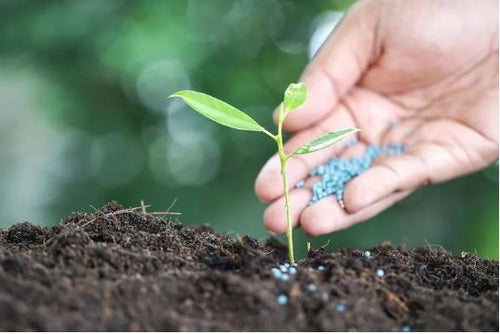 Granular 10-10-10 Fertilizer