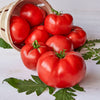 Burpee's Big Boy Hybrid Tomato Seeds & Plant