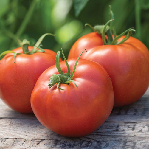 Burpee's Big Boy Hybrid Tomato Seeds & Plant