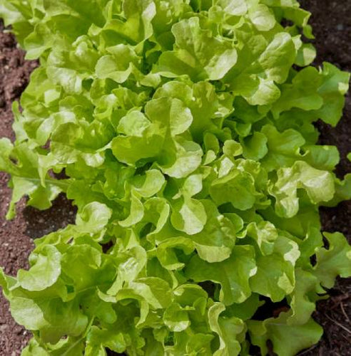 Burpee Seeds Salad Bowl Lettuce Seeds