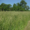 Greener Valley Supply Orchard Grass Udder