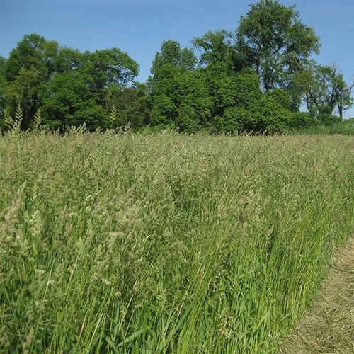 Greener Valley Supply Orchard Grass Udder
