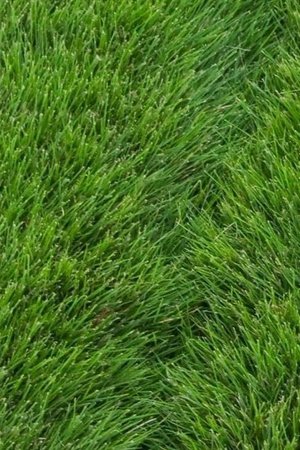 Greener Valley Supply Kelly Improved Kentucky Bluegrass