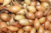 Wyatt-Quarles Seed Company Bag Yellow Onion Sets