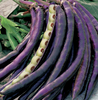 Wyatt-Quarles Seed Company Pinkeye Purple Hull